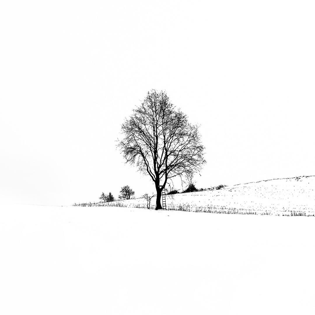 Baum im Schnee