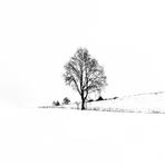 Baum im Schnee