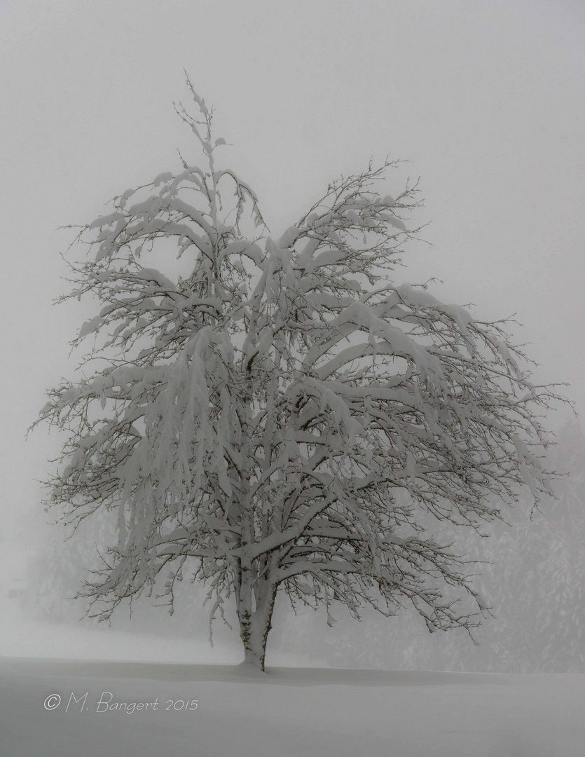 Baum im Schnee