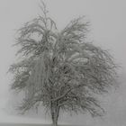 Baum im Schnee