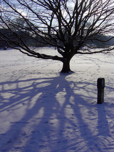 Baum im Schnee