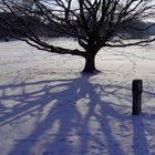 Baum im Schnee