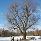 Baum im Schnee