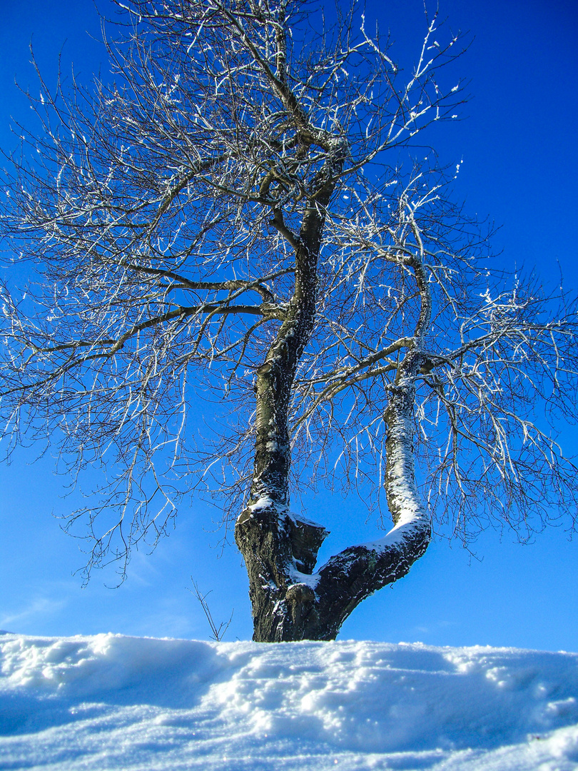 Baum im Schnee