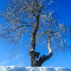 Baum im Schnee