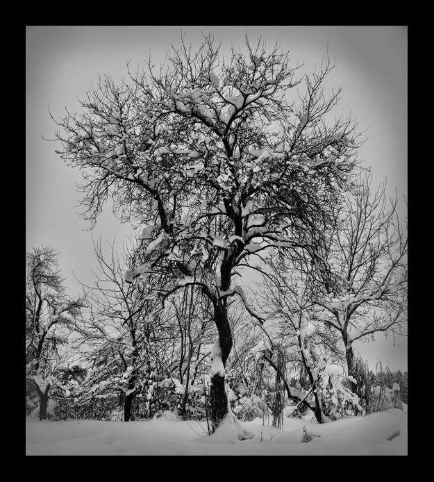 Baum im Schnee