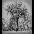 Baum im Schnee