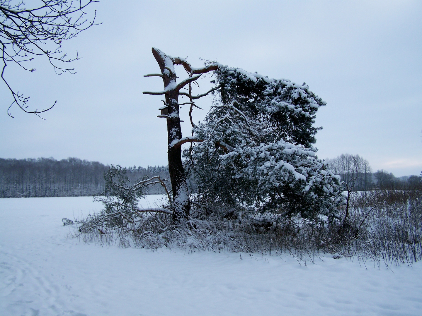 Baum im Schnee