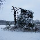 Baum im Schnee