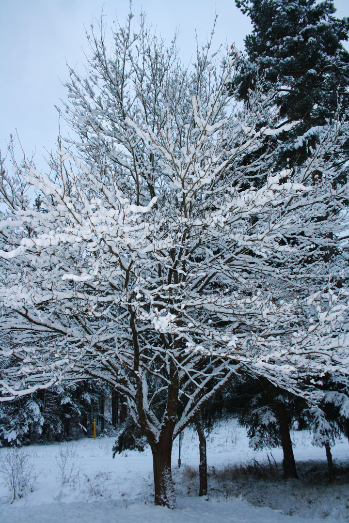 Baum im Schnee