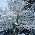 Baum im Schnee