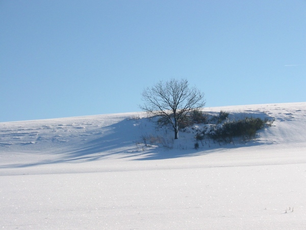 Baum im Schnee