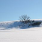 Baum im Schnee