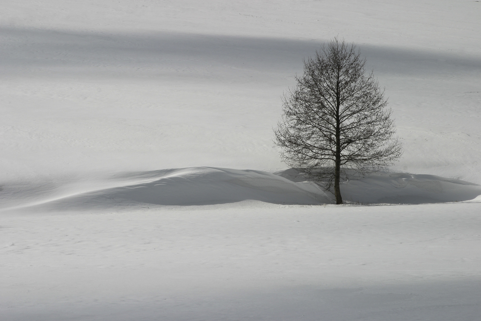 Baum im Schnee