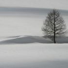 Baum im Schnee