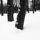 Baum im Schnee