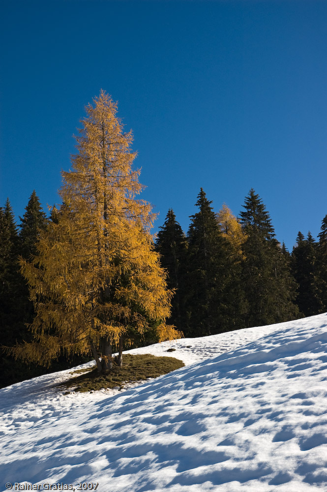 Baum im Schnee