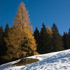 Baum im Schnee