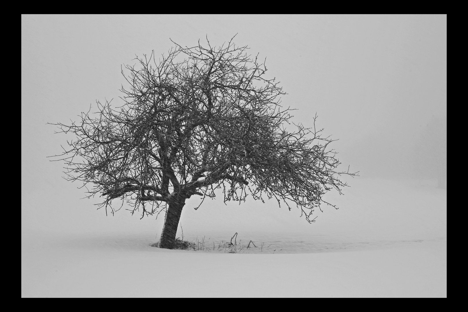 Baum im Schnee