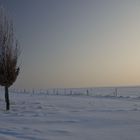 Baum im Schnee