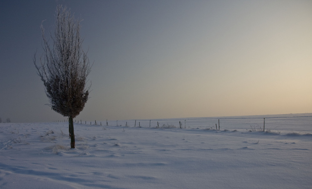 Baum im Schnee