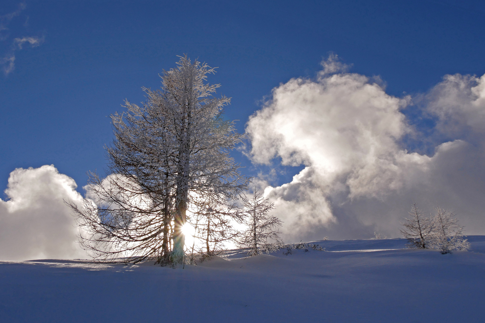 Baum im Schnee bei Gegenlicht