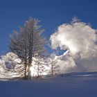 Baum im Schnee bei Gegenlicht