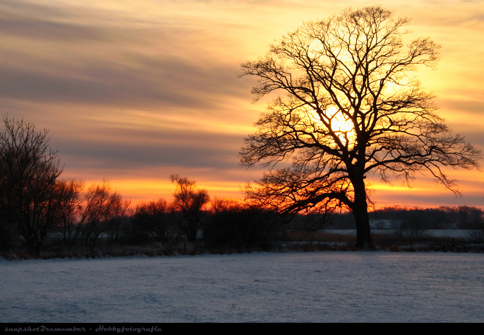 Baum im Schnee beim Sonnenuntergang