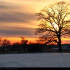 Baum im Schnee beim Sonnenuntergang