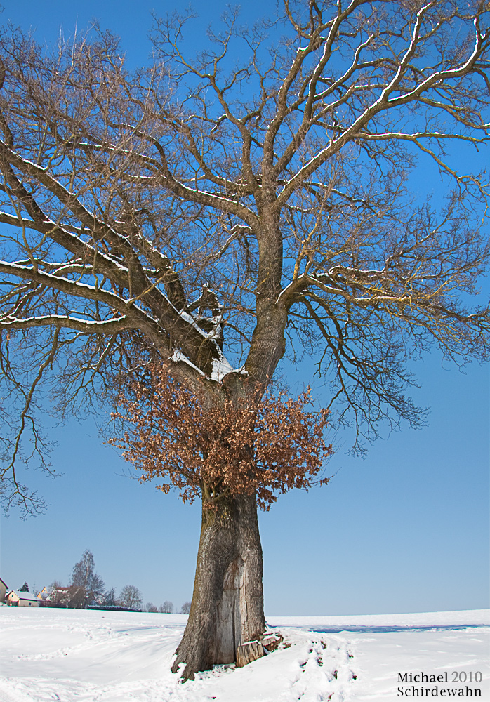 Baum im Schnee