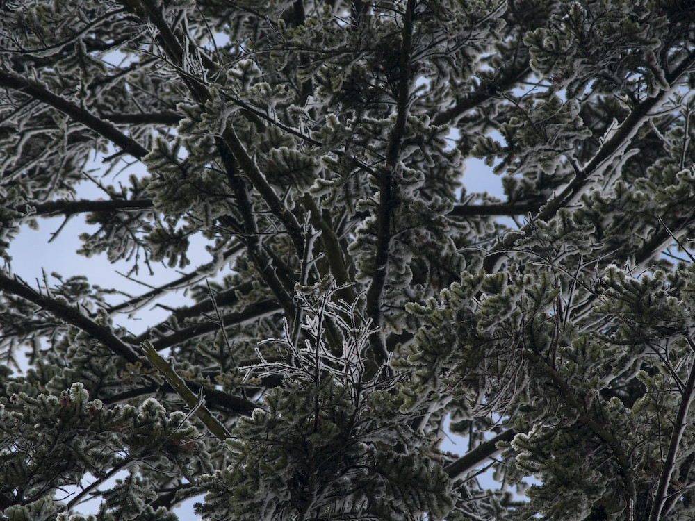 Baum im Schnee