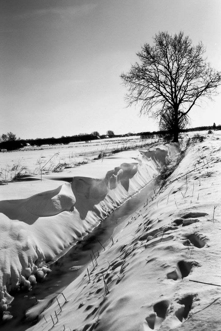 Baum im Schnee