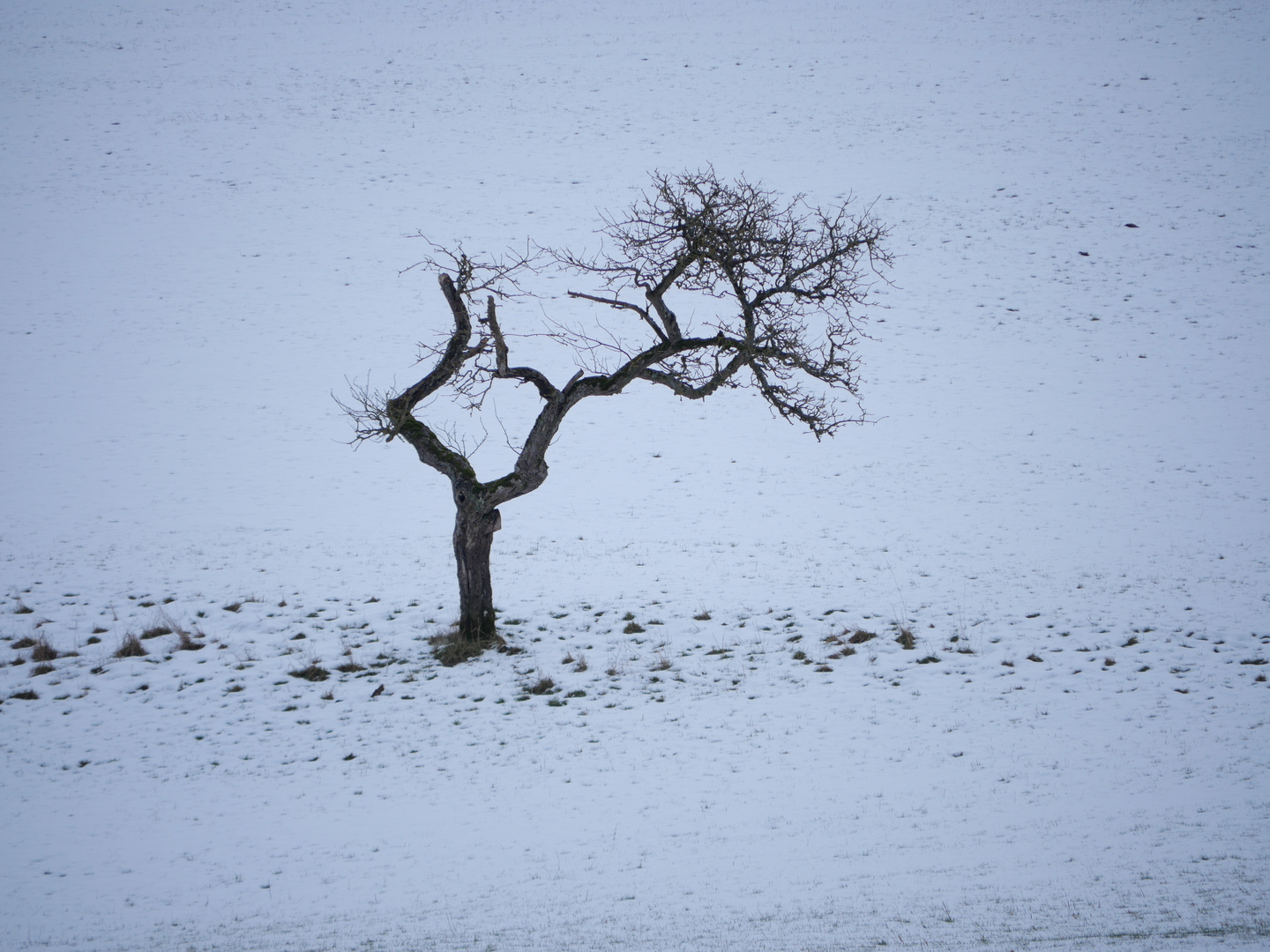 Baum im Schnee