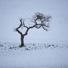 Baum im Schnee