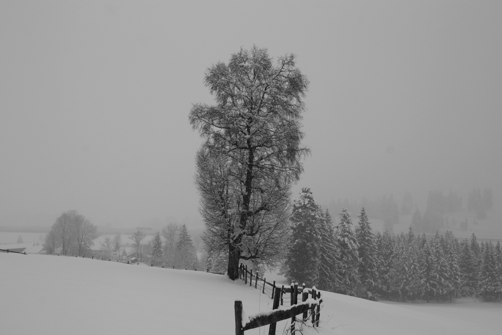 Baum im Schnee