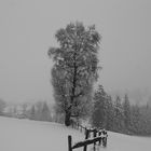 Baum im Schnee