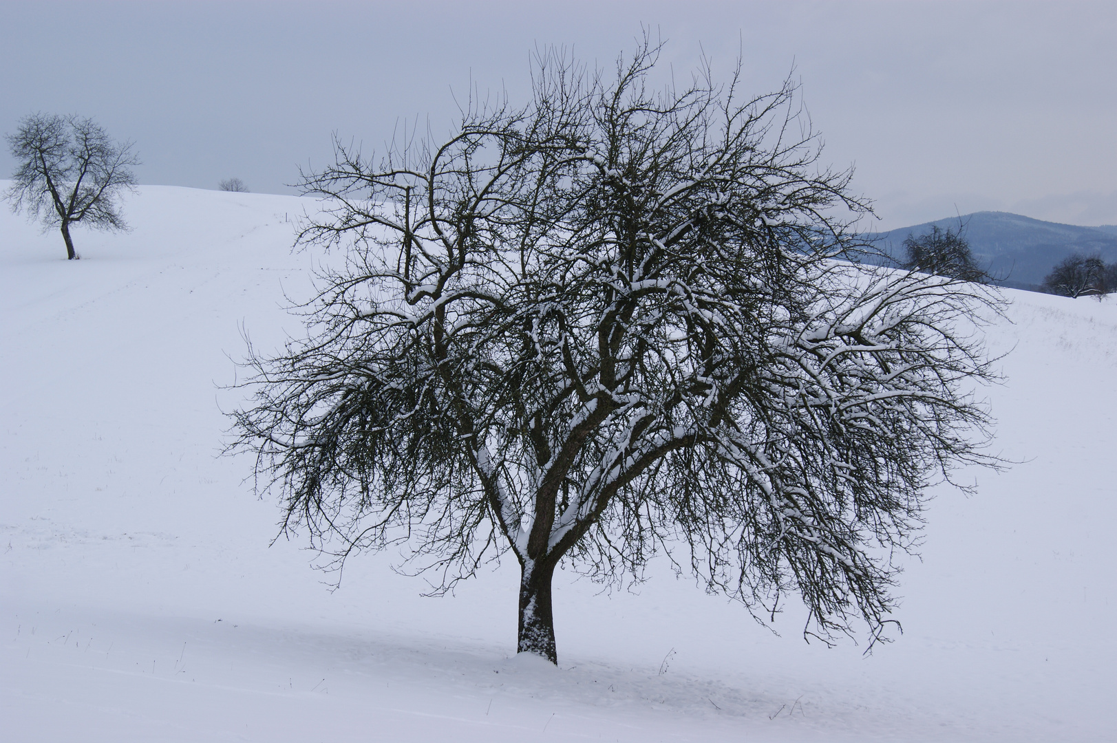 Baum im Schnee