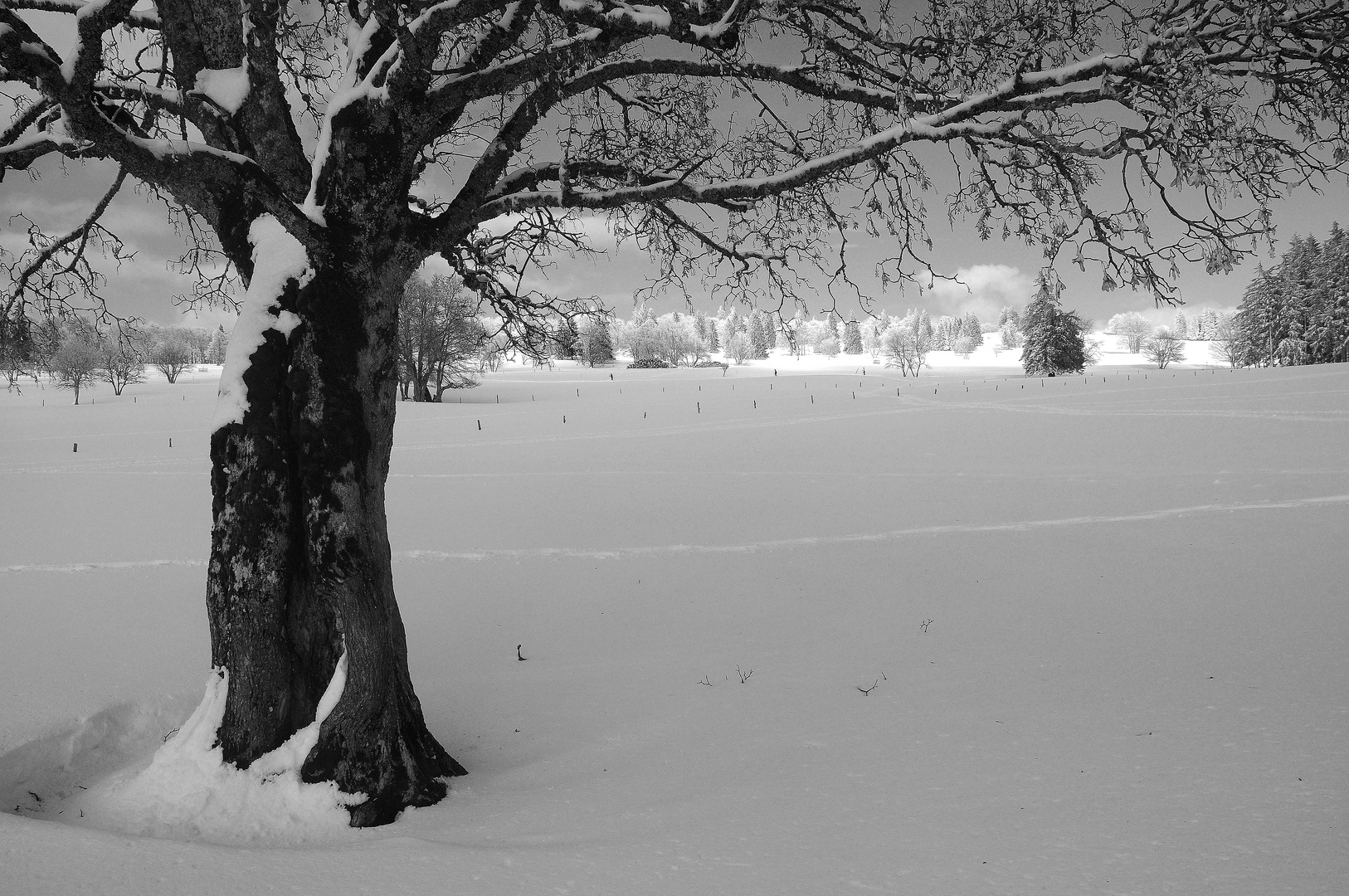 Baum im Schnee