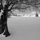 Baum im Schnee