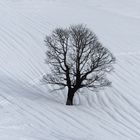 Baum im Schnee