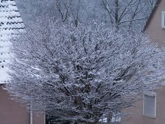 Baum im Schnee.....
