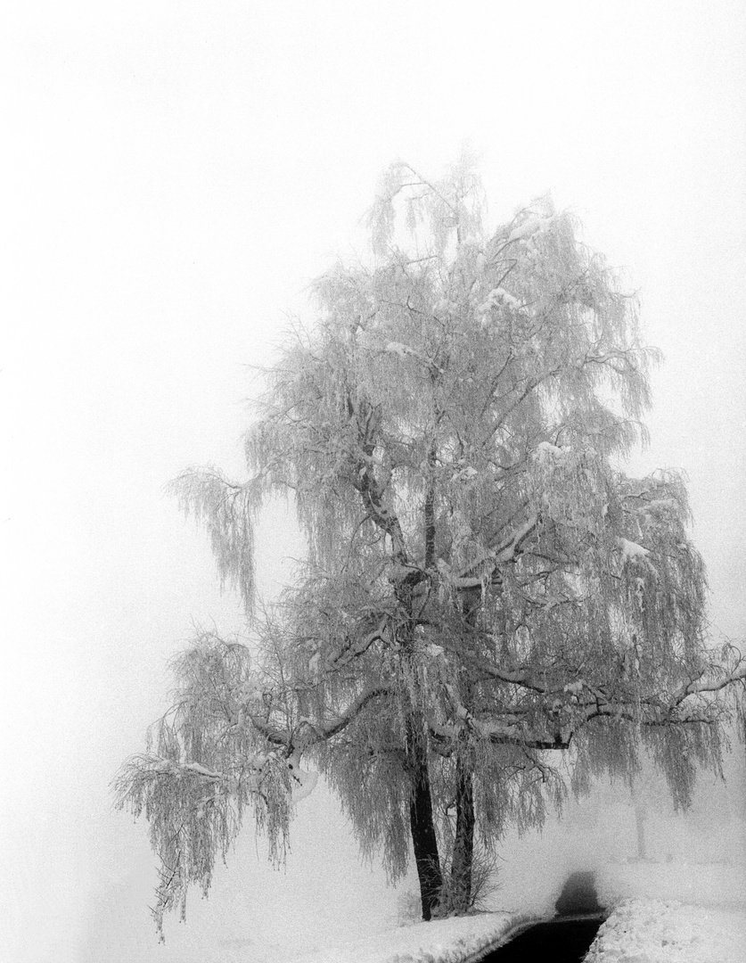 Baum im Schnee und Nebel