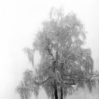 Baum im Schnee und Nebel