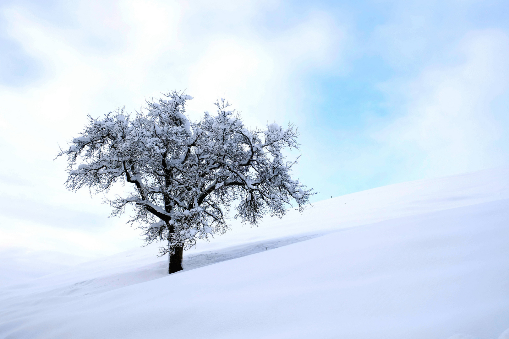 Baum im Schneefeld