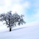 Baum im Schneefeld