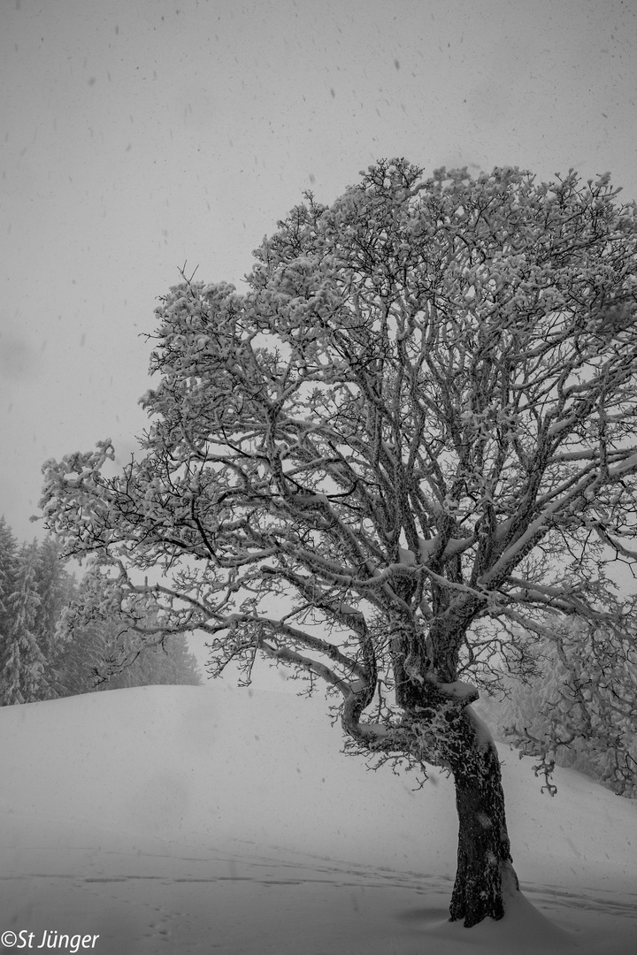 Baum im Schneegestöber