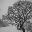 Baum im Schneegestöber