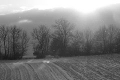 Baum im Schneegestöber