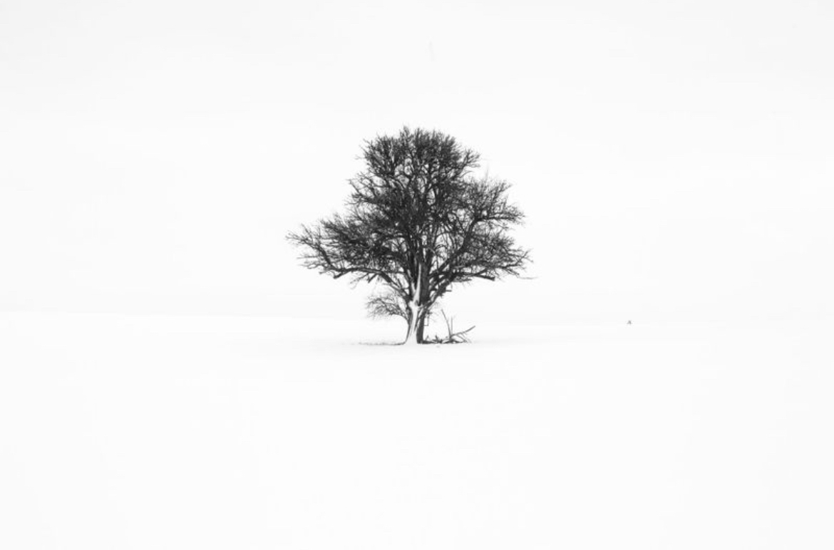 Baum im Schneehang