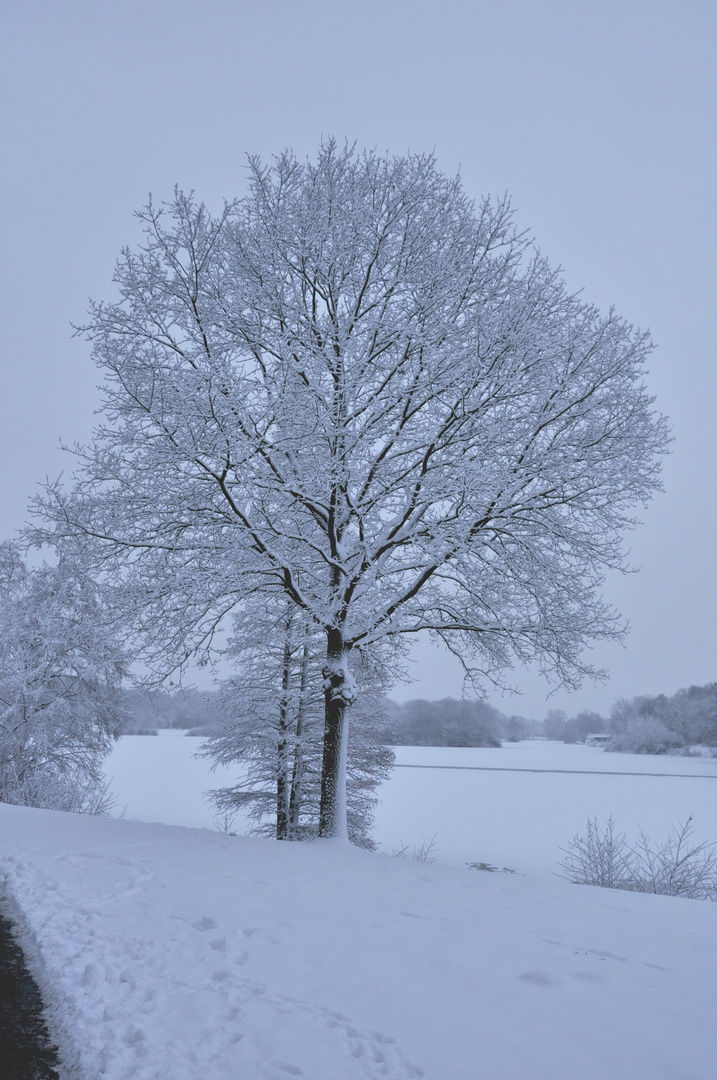 Baum im Schneeparadies